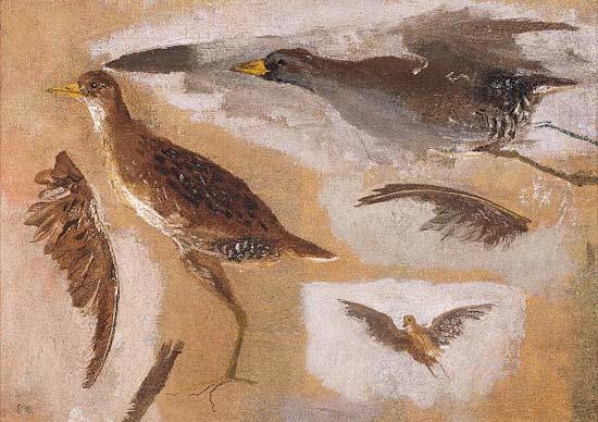 Studies of Game Birds, probably Viginia Rails, Thomas Eakins